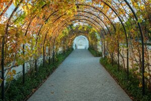 Weinreben im Herbst an sich wiedeerholenden Bögen wachsend wie ein Tunnel, der den Weg bestimmt. Ein Bild, das den mere exposure effect verdeutlichen soll: Wiederholung schafft Sympathie